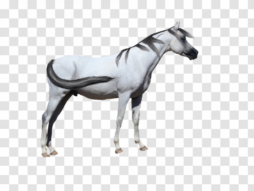Stallion Arabian Horse Mustang Foal Mare Transparent PNG