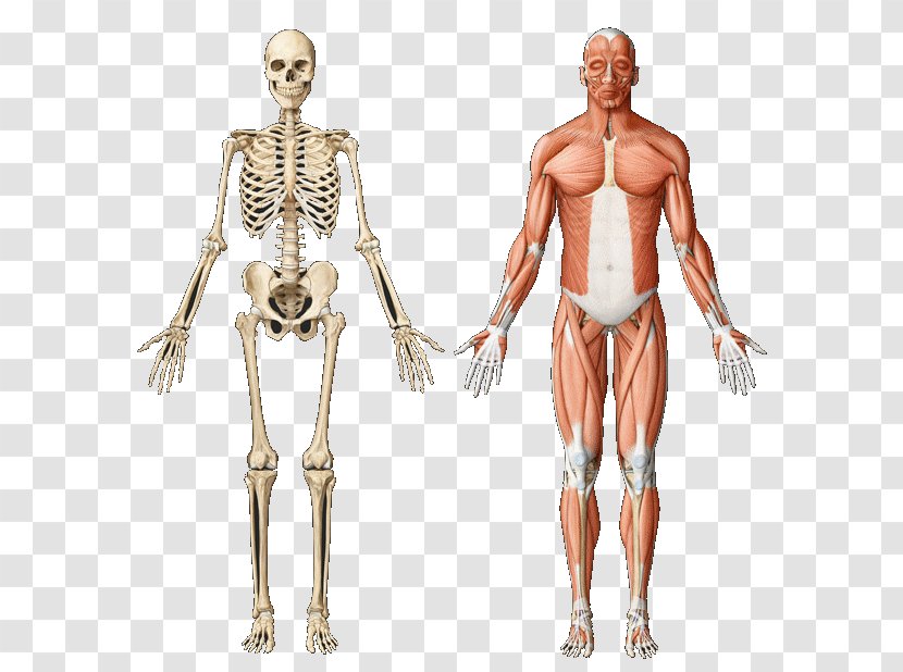 Skeletal Muscle Anatomy Muscular System Human Skeleton - Tree - Heart Transparent PNG