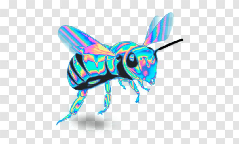 Western Honey Bee Insect Butterfly Pollinator Transparent PNG