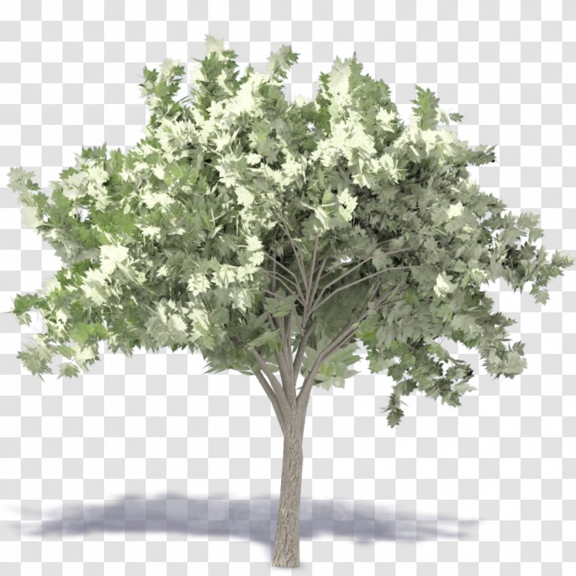 Populus Nigra Tree Plant Landscape Architecture - Shrub - Baum Transparent PNG