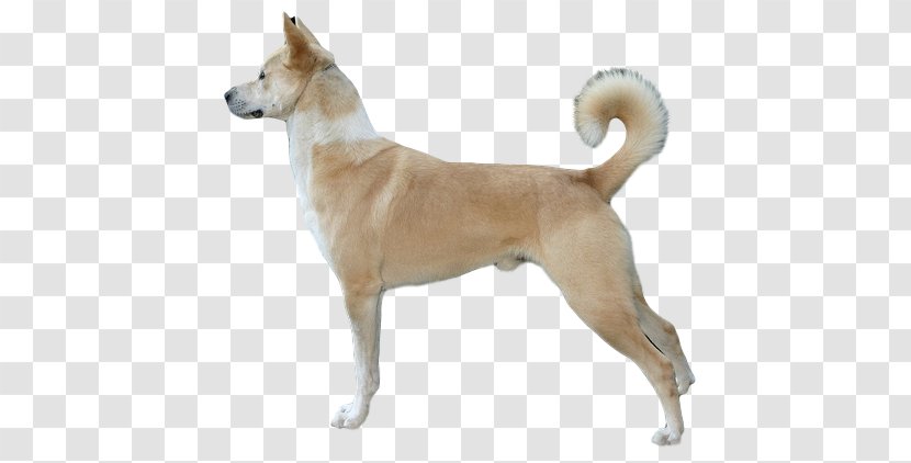 Canaan Dog Carolina Basenji Breed Mudhol Hound - Animal - Puppy Transparent PNG