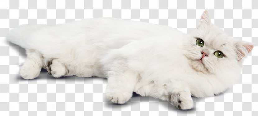 Persian Cat Burmilla Munchkin Asian Semi-longhair Turkish Angora - Kitten - Shop Transparent PNG