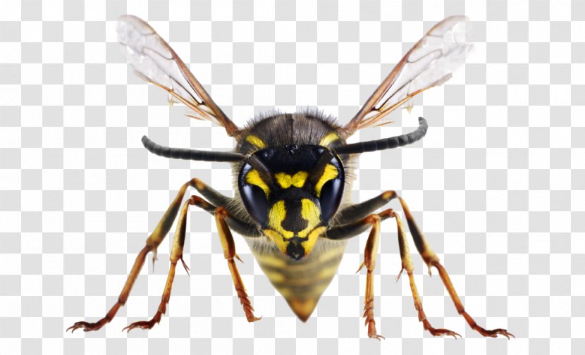 Insect Bites And Stings Bee United Kingdom Wasp Transparent PNG