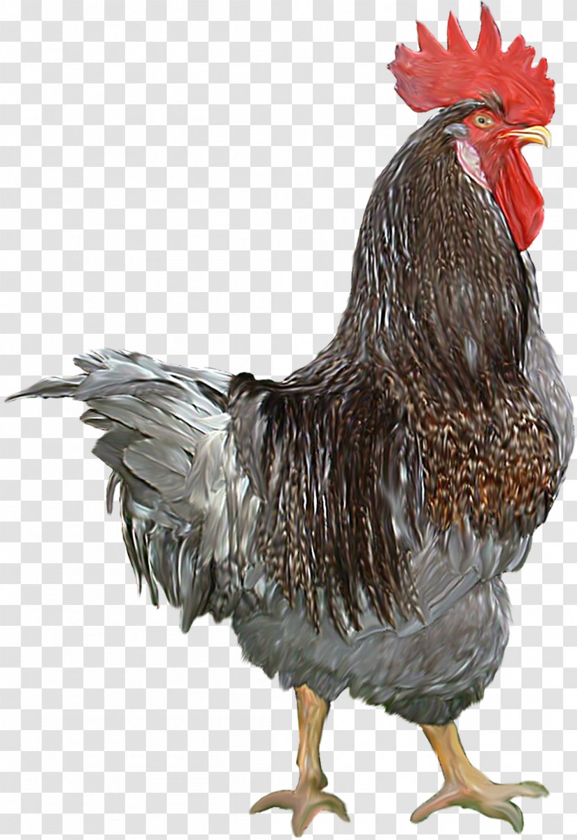 Chicken Bird Rooster Poultry - Animal - Cock Transparent PNG
