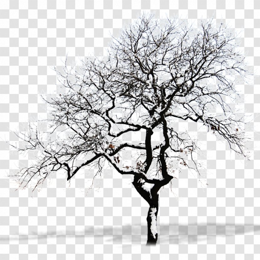Snow Tree Branch - Snag - Free To Pull The Dead Material Transparent PNG
