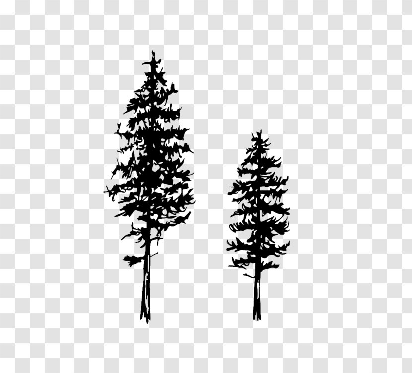 Drawing Fir Conifers Tree Eastern White Pine - Conifer - Sketch Transparent PNG