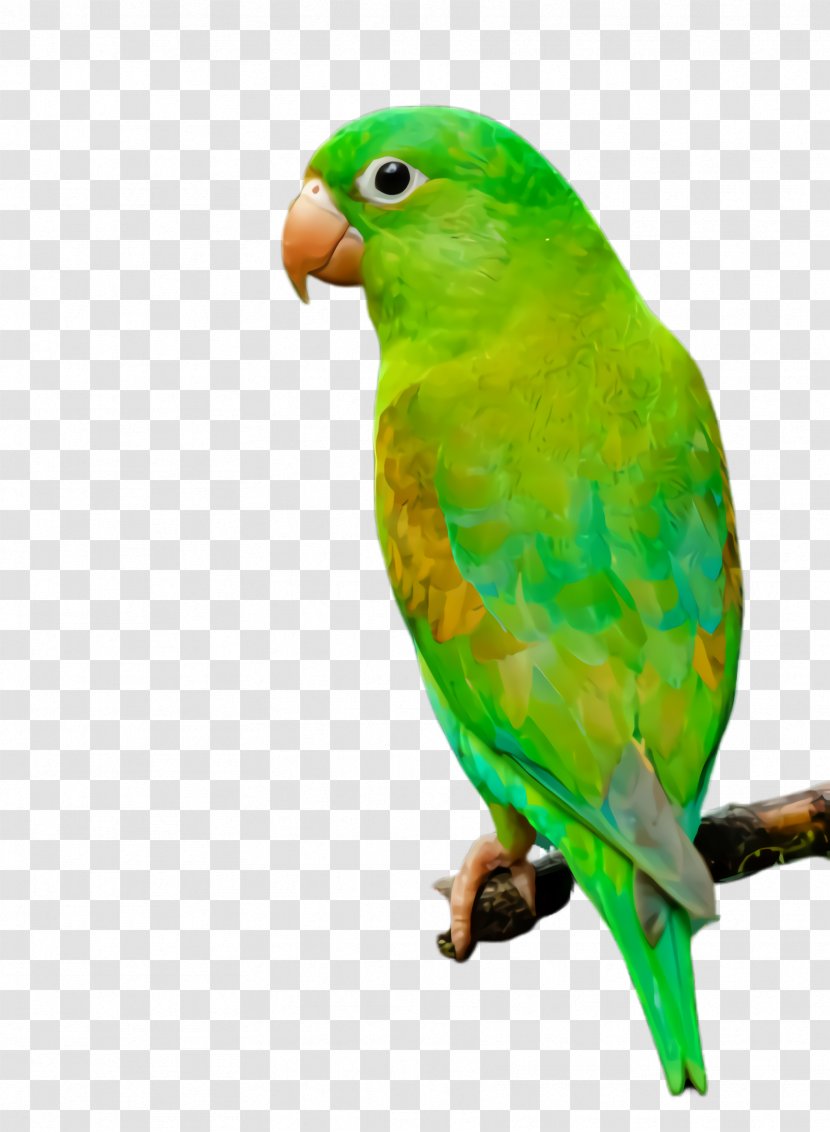 Colorful Background - Bird - Wing Perico Transparent PNG