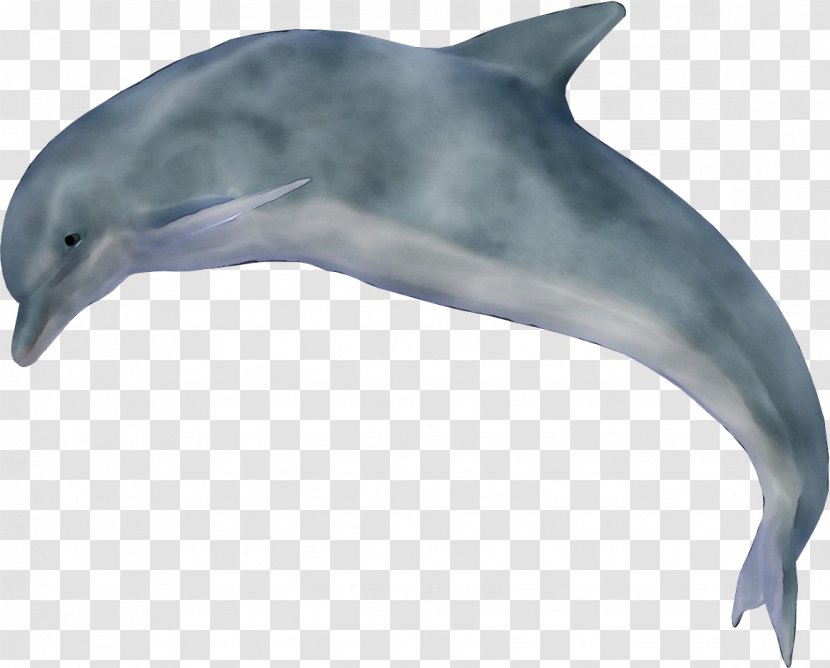 Dolphin Cartoon - Striped - Stenella Fin Transparent PNG