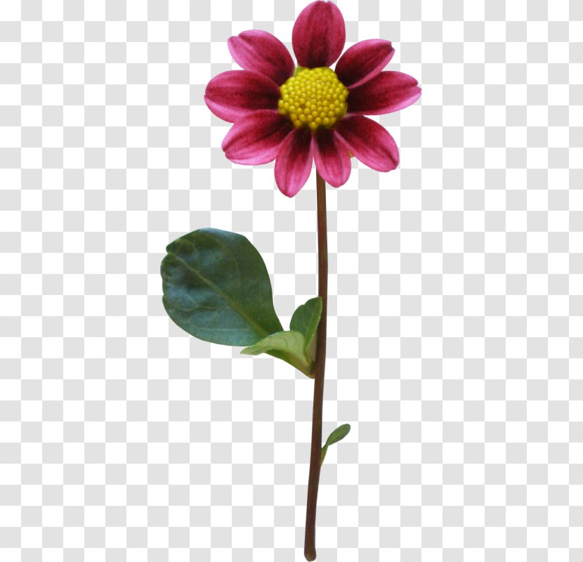 Dahlia Flower - Petal Transparent PNG