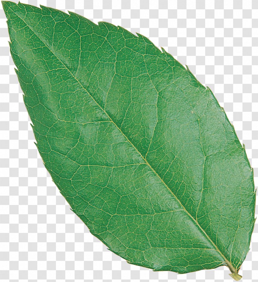 Plant Pathology Leaf - Leave Transparent PNG