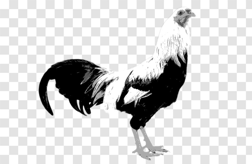 Kraienkopp Twente Poultry Fowl Dutch - Bird Transparent PNG