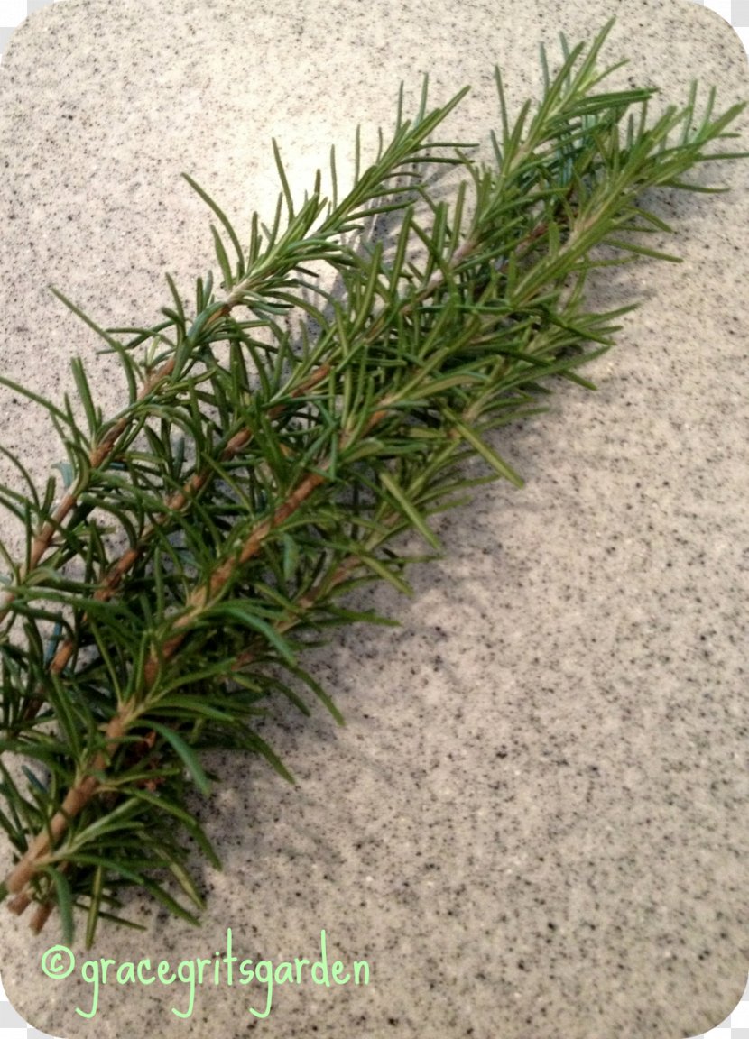 Rosemary - Evergreen - Tree Transparent PNG