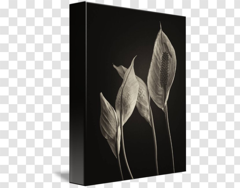 Peace Lily Fine Art Photography Work Of Transparent PNG
