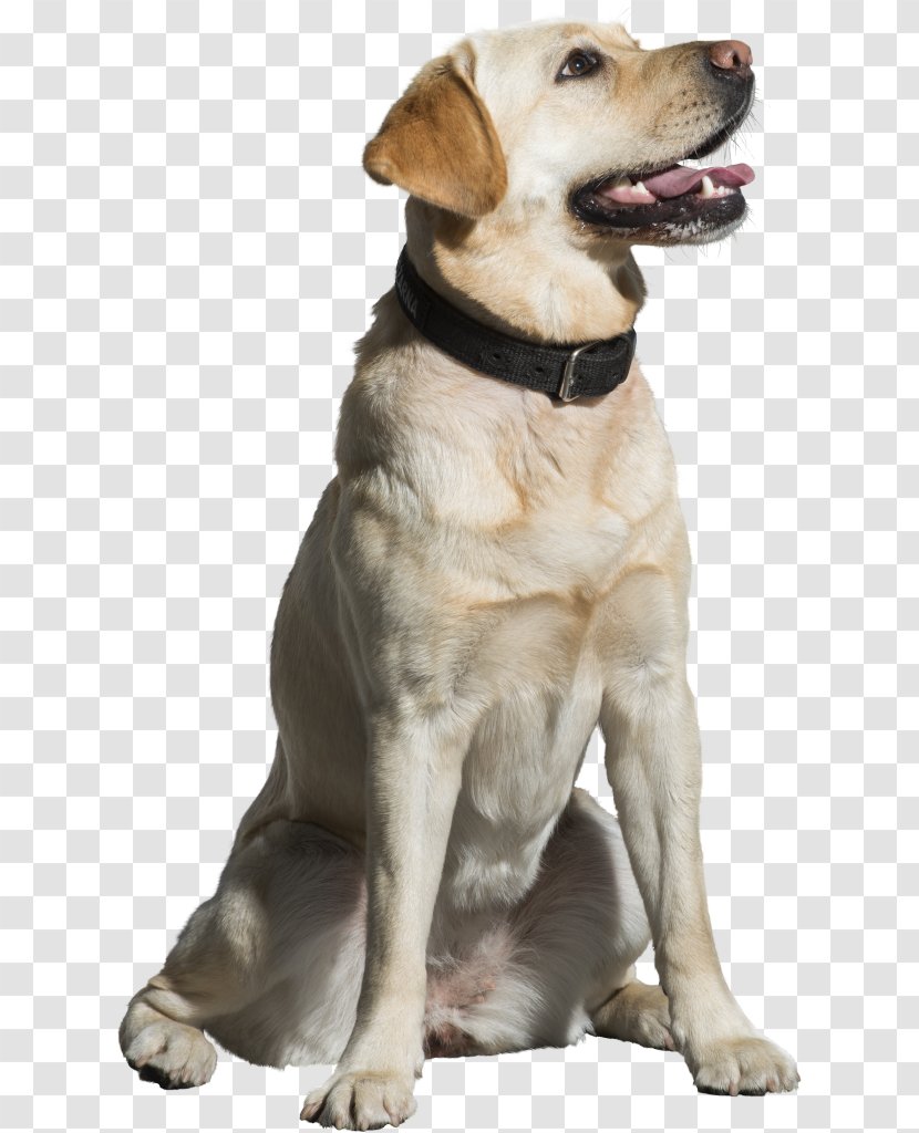 Golden Retriever Background - Innovadvance Dog Doorbell - Hunting Transparent PNG