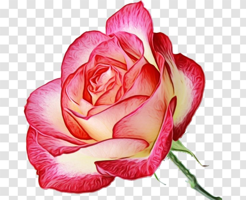 Garden Roses - Beach Rose - Rosa Gallica Camellia Transparent PNG