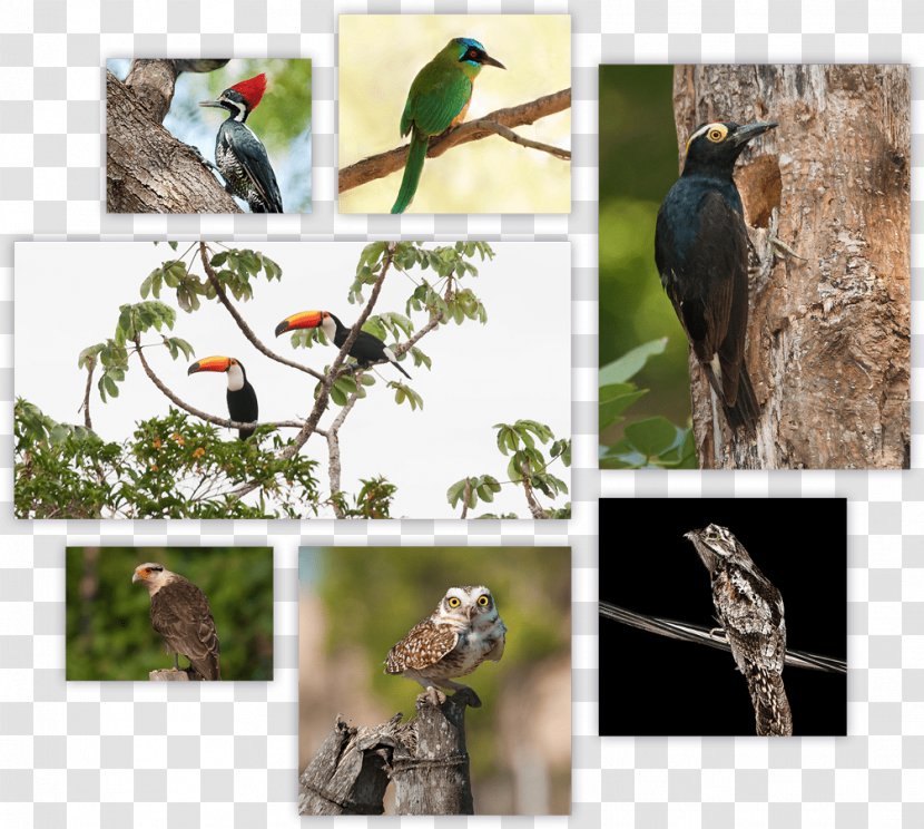 Bird Beak Parrot Piciformes Rufous-tailed Jacamar - Organism Transparent PNG