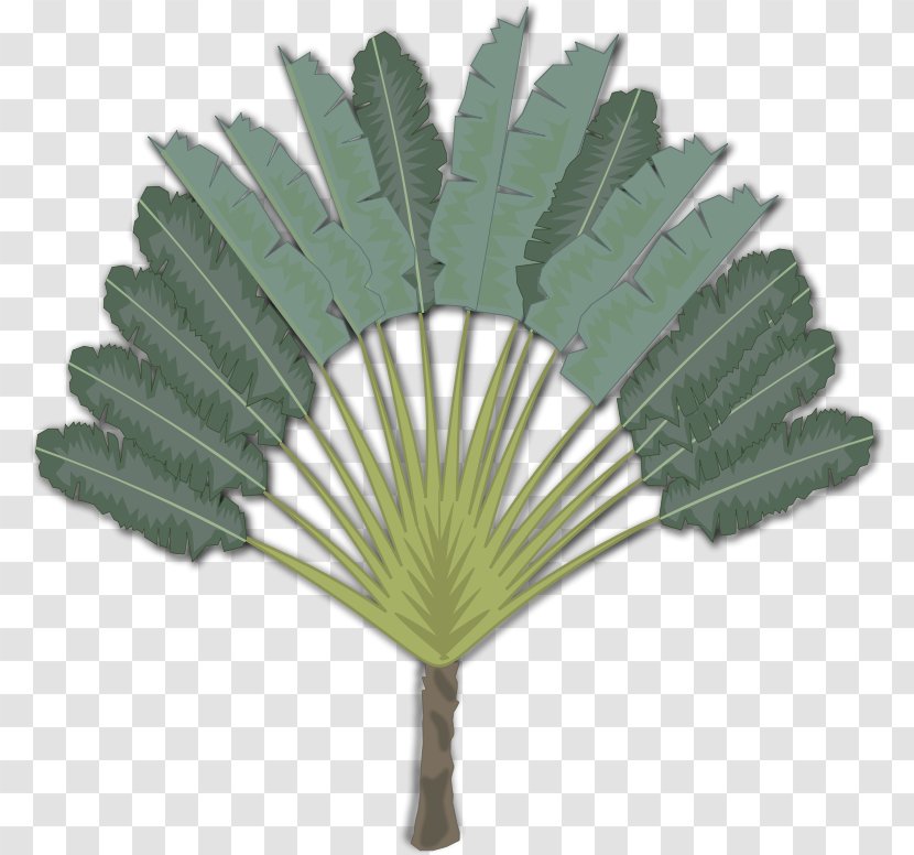 Arecaceae Clip Art - Tree - Decorative Fan Transparent PNG