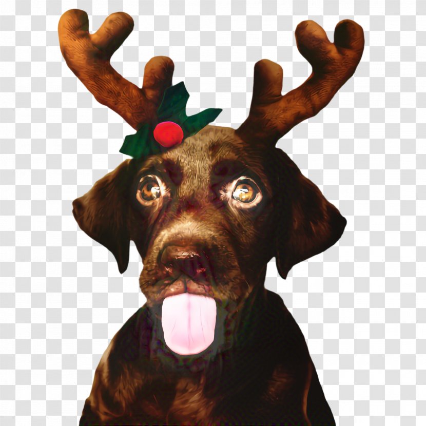 Golden Retriever Background - Reindeer - Ear Liver Transparent PNG