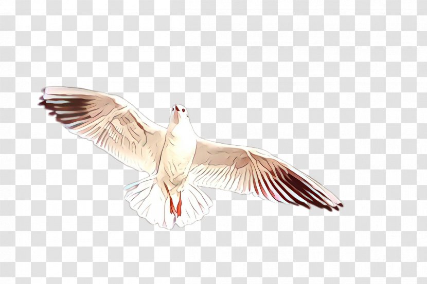 Feather - Tern - Tail Transparent PNG
