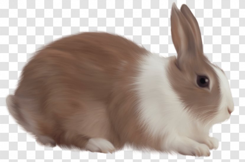 White Rabbit - Image File Formats Transparent PNG