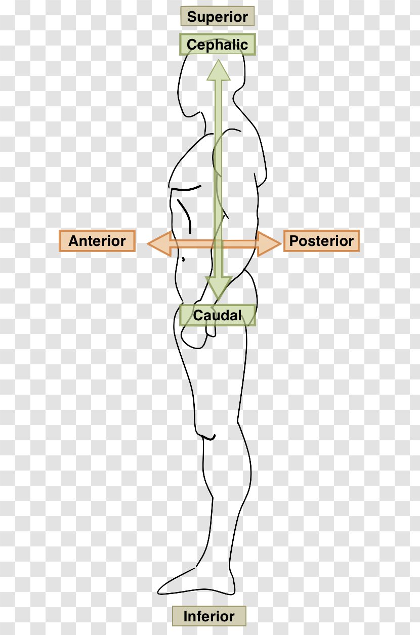 Human Body Anatomy Ventraal Anatomical Terms Of Location Coronal Plane - Frame - Position Transparent PNG