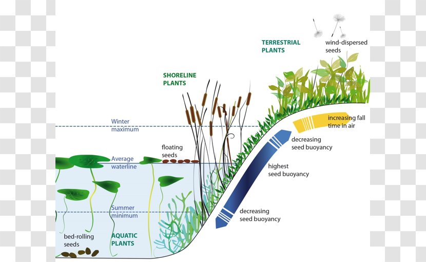 Utrecht University Plants With Seeds Seed Dispersal - Grass - Aquatic Transparent PNG