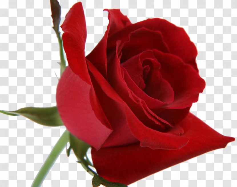Poetry Love Makeup Brush Rose: Poems - Flower - Purple Rose Transparent PNG
