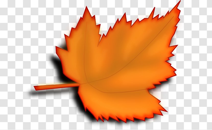 Autumn Leaf Color Desktop Wallpaper Clip Art - Tree - Orange Dentist Transparent PNG