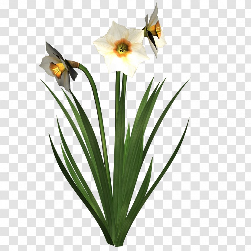 Daffodil I Wandered Lonely As A Cloud Clip Art - Flora - Free High Resolution Clipart Transparent PNG