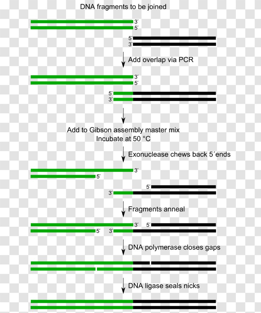 Design Of Experiments Isotretinoin United States - Parallel - Paper Transparent PNG