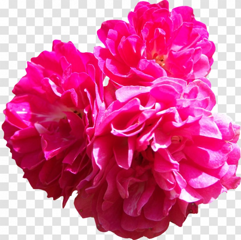 Pink Centifolia Roses Flower - Magenta - Wallpaper Transparent PNG