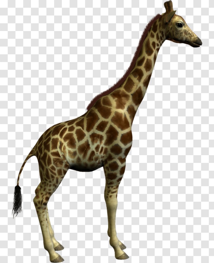 Giraffe Clip Art - Mammal Transparent PNG