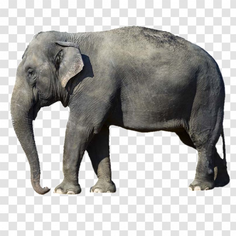 African Elephant Stock Photography Image Desktop Wallpaper - Elephants Transparent PNG