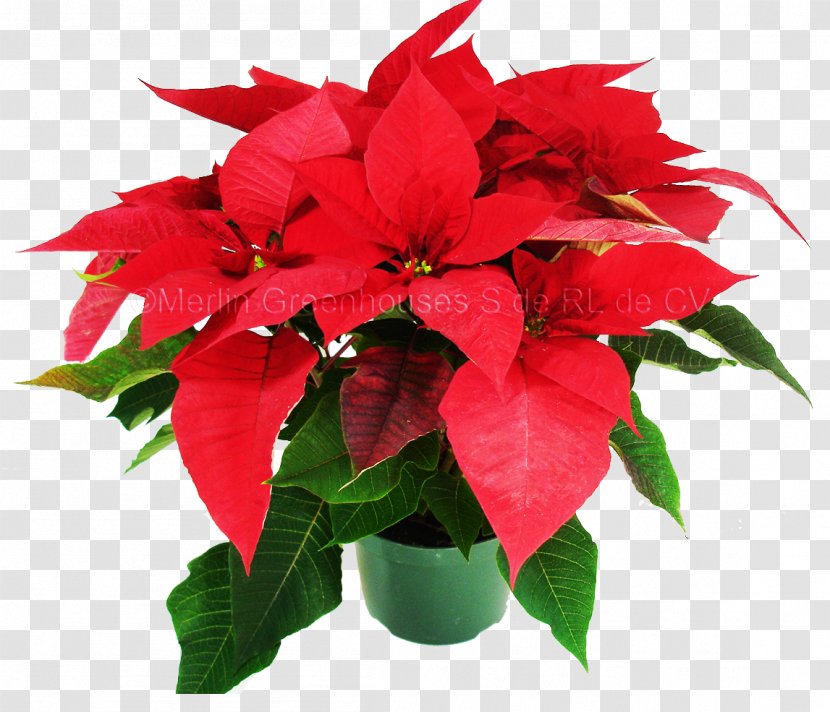 Cut Flowers Poinsettia Houseplant - Mexico - Easy To Do Transparent PNG