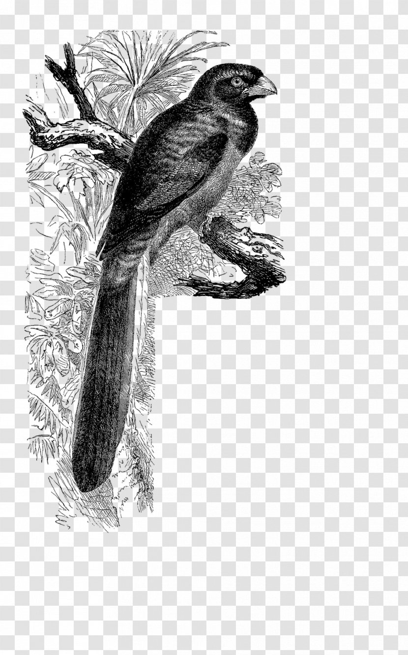 Bird Beak Fauna Cuckoos Antique - Vintage Transparent PNG
