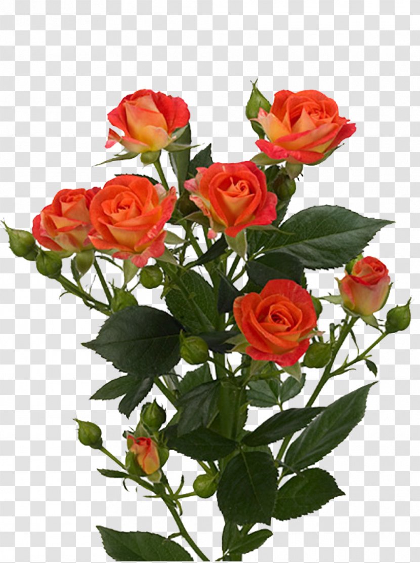 Garden Roses Flower Bouquet Euroflora - Rose Transparent PNG