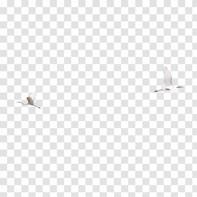 Light Download - Point - Flying Swan Transparent PNG