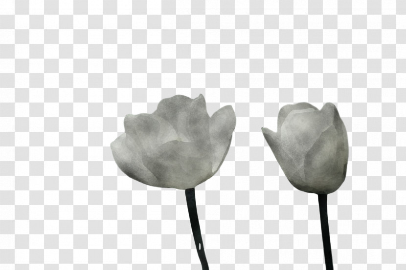 Tulip Leaf Black-and-white Petal Flower Transparent PNG