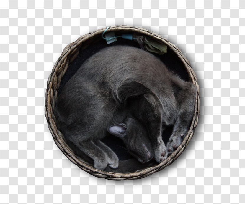 Snout - Crazy Cat Transparent PNG