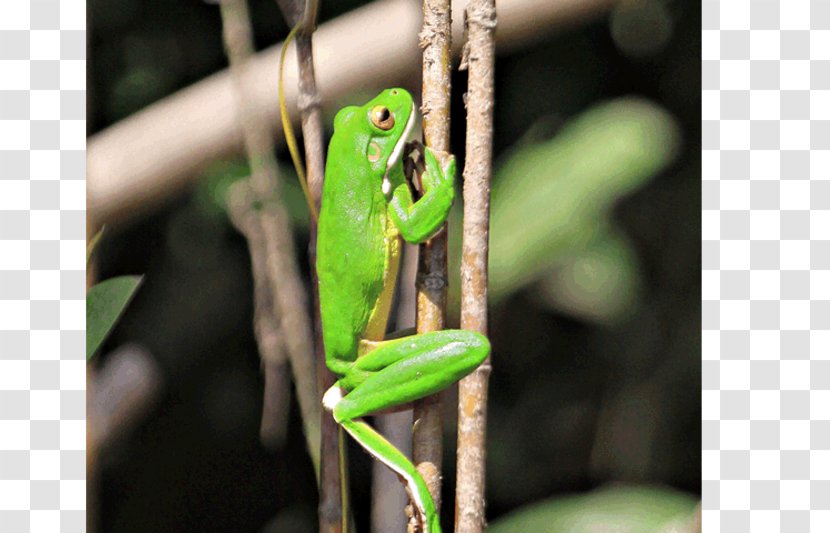 Daintree Rainforest Cape Tribulation, Queensland River Fauna - Forest Transparent PNG