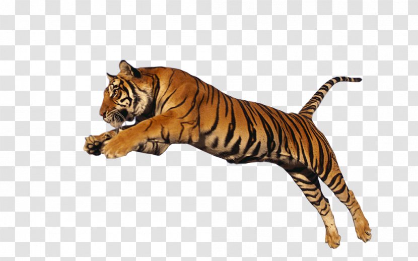 Tiger Clip Art - Lion - Hd Transparent PNG