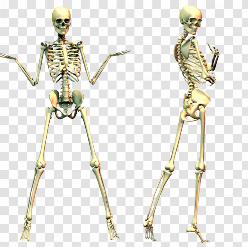 Human Skeleton Skull Clip Art - Figurine Transparent PNG