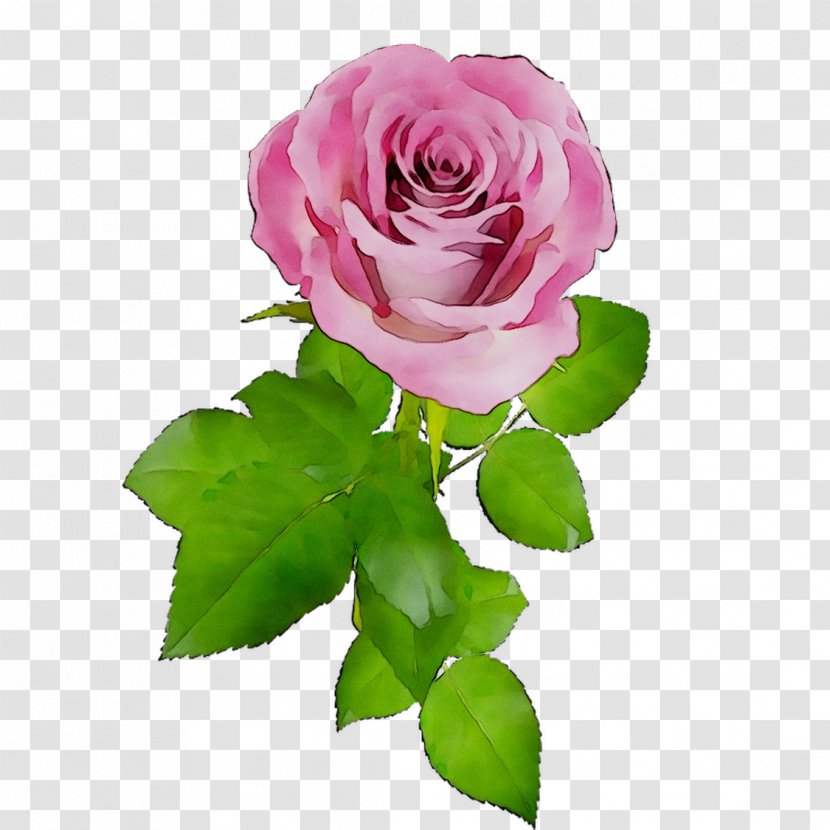 Garden Roses Cabbage Rose French Floribunda Cut Flowers Transparent PNG