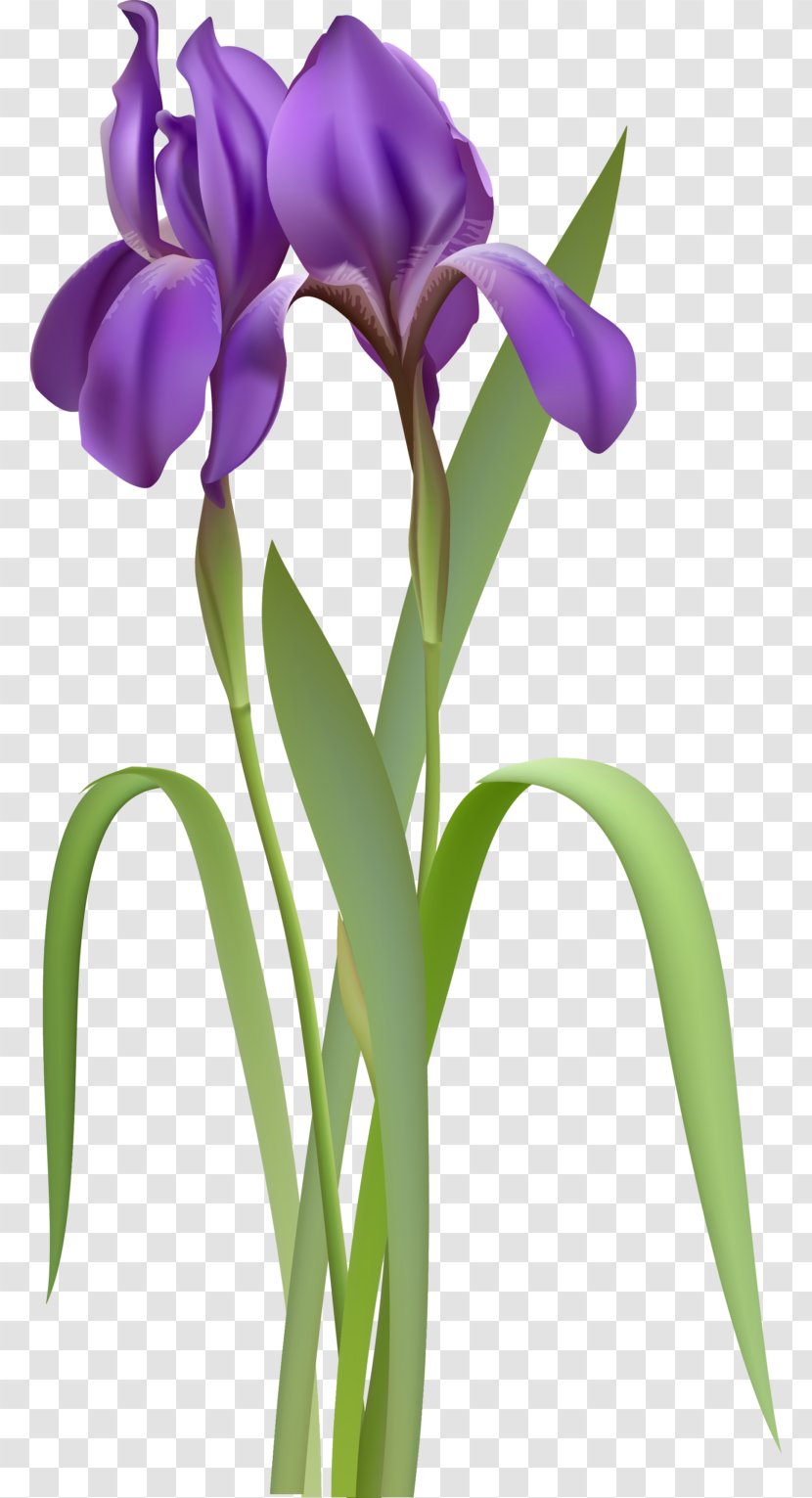 regression analysis clipart flowers