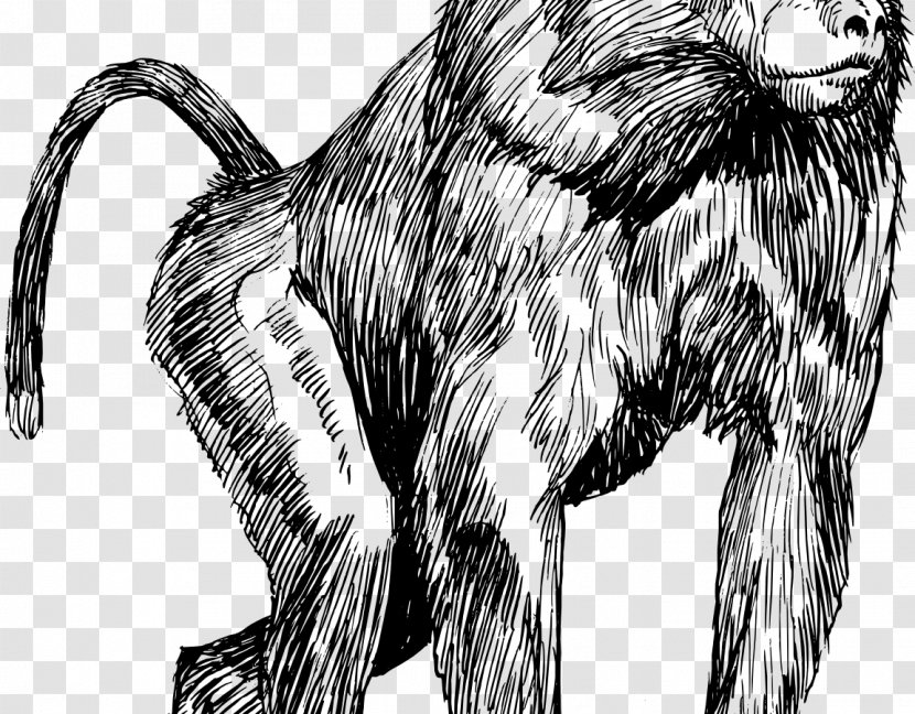 Mandrill Chacma Baboon Hamadryas Drawing Clip Art - Black And White - Monkey Transparent PNG