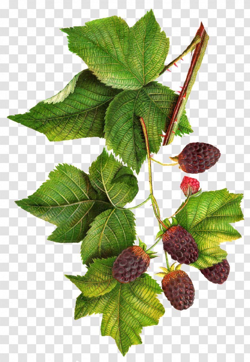 BlackBerry Clip Art - Loganberry - Botanical Transparent PNG