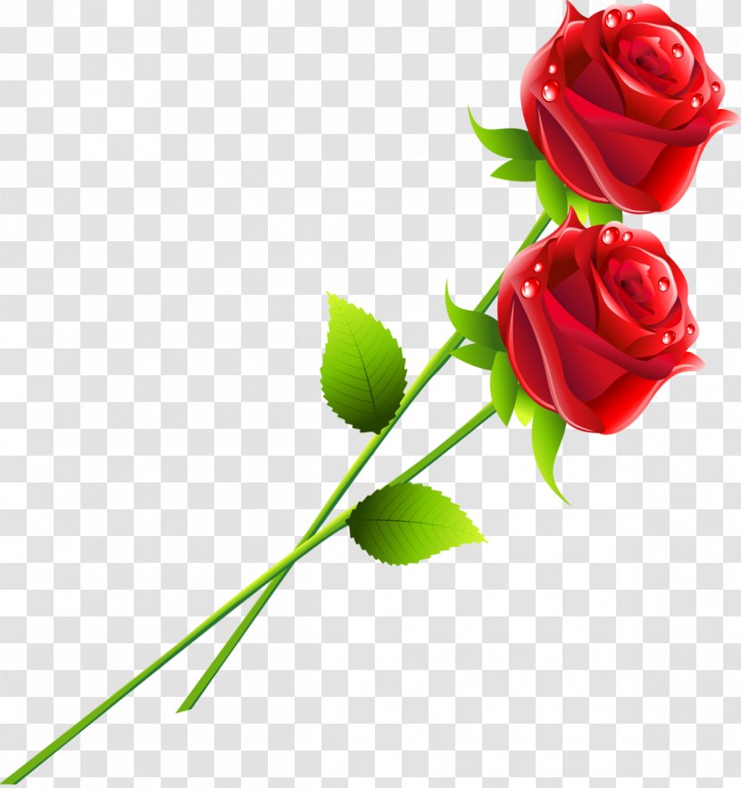 Garden Roses Flower Red - Plant Stem - Rose Transparent PNG