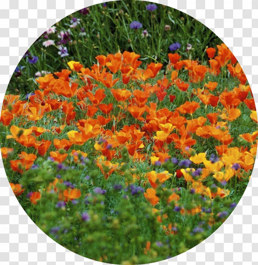 Annual Plant - Flowering - Field Wildflowers Transparent PNG