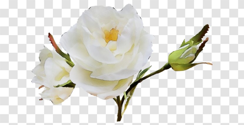 Rose - Plant - Bud Family Transparent PNG