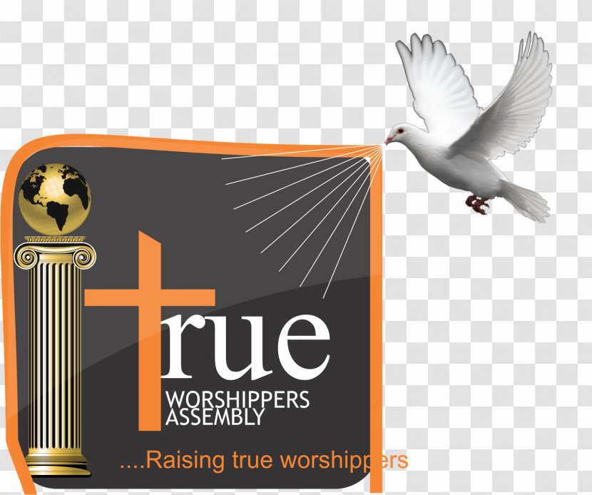 Logo Advertising Brand Product Celestial Church Of Christ - Fauna - David Garrett Modeling Career Transparent PNG